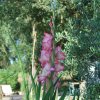 Gladiolus (híbrido)